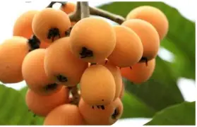 开云-ffa医学上是什么意思